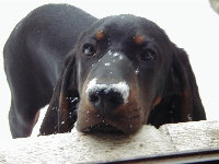 Buckeye the white nosed hound dog...had a very chilly nose...and if you ever saw it....you would even say it froze...