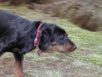 Buckeye was tearing around the backyard and I got a couple of interesting, but blurry pictures