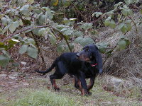 Buckeye learning to duck when exploring the blackberry bush