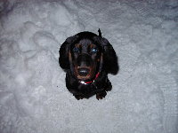 Buckeye the snow dog!