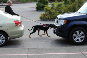 Woody on the hunt, making his first pass on the vehicles!