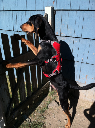 Woody in his new Ruffwear harness