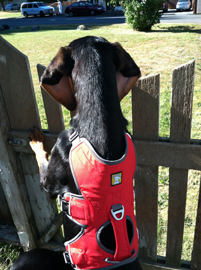 Woody in his new Ruffwear harness